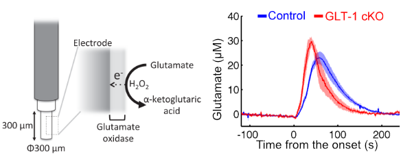 Measurement of extracellular glutamate using biosensor