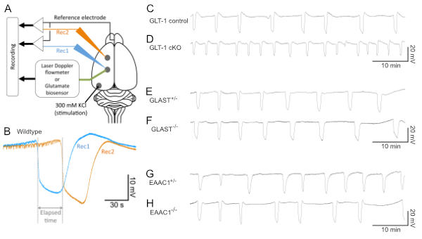 Electrophysiological analysis in the mutants