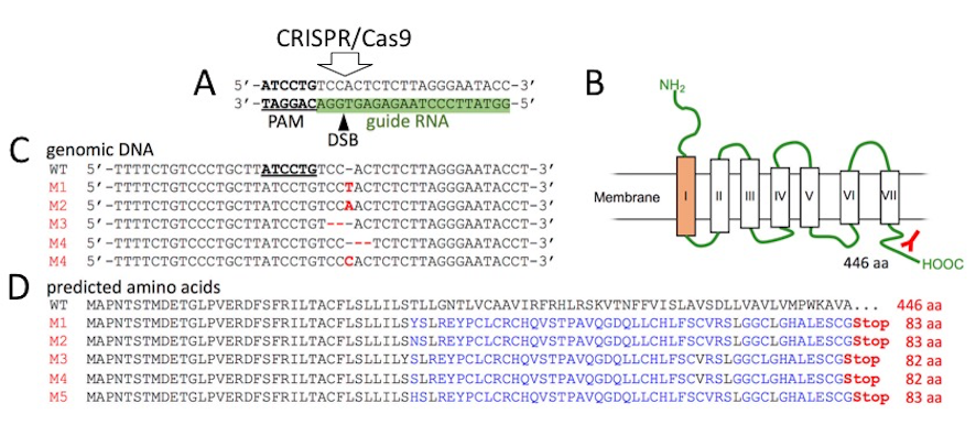 In vivo genome editing of dopaminergic receptors by CRISPR/Cas9 technology 
