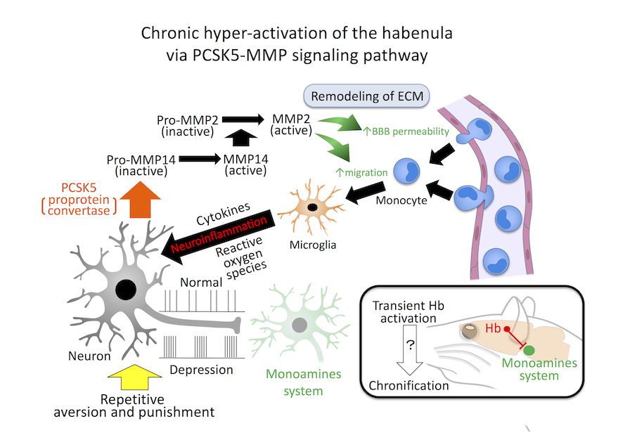 Chronic hyper-activation of the habenula via PCSK5-MMP signaling pathway