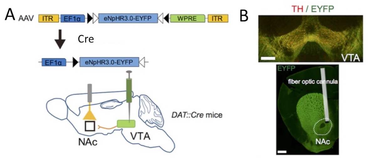 Photo-inhibition of the dopaminergic pathways reduced despair behaviors in mice.