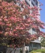 Dogwood blooms