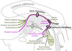 New publication on a role of human habenula in learning