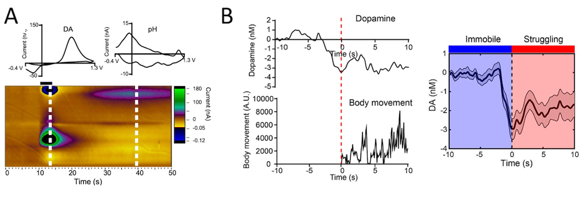 Sub-milli second measurement of extracellular dopamine by fast scanning cyclic voltammetry