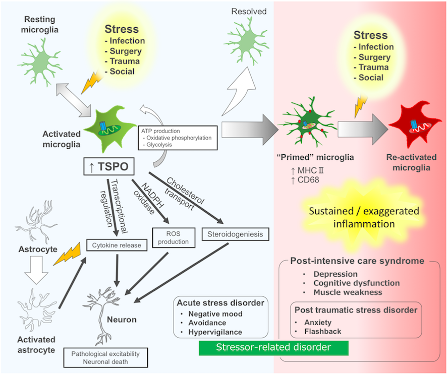 neuroinflammation and TSPO