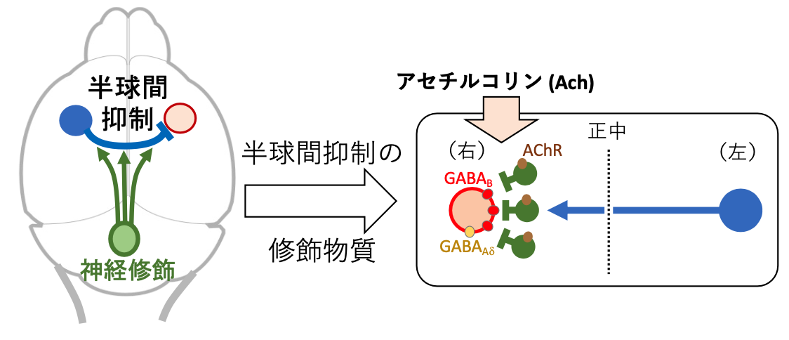 研究成果のまとめ